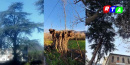 alberi-secolari-natura-monumentali-RTAlive