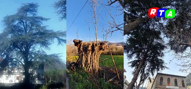 alberi-secolari-natura-monumentali-RTAlive