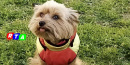 Betty-cagnolina-RTAlive