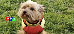 Betty-cagnolina-RTAlive