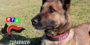 cane-unita'-cinofila-carabinieri-Castellammare-pastore-Luna-RTAlive