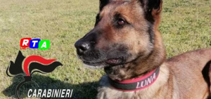 cane-unita'-cinofila-carabinieri-Castellammare-pastore-Luna-RTAlive