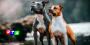 AMSTAFF-RAZZA-CANI-INCENDIO-MORTI-rtaLIVE