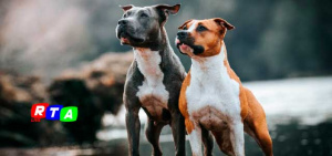 AMSTAFF-RAZZA-CANI-INCENDIO-MORTI-rtaLIVE