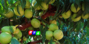 nettarine-bianche-nocerine-RTAlive