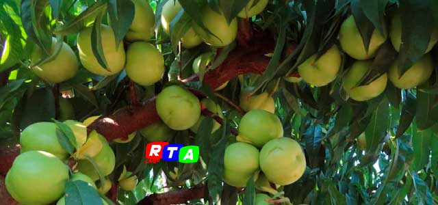 nettarine-bianche-nocerine-RTAlive