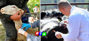 brucellosi-malattia-animali-veterinari-RTAlive