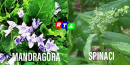 mandragora-spinaci-RTAlive