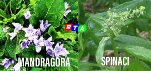 mandragora-spinaci-RTAlive