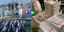 pesce-sequestrato-avariato-guardia-costiera-Salerno-RTAlive