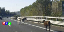 animali-vaganti-autostrada-RTAlive