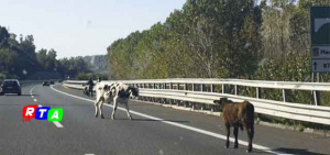 animali-vaganti-autostrada-RTAlive