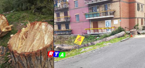 1-alberi-taglaiti-pompei-abattuti-Pini-RTAlive