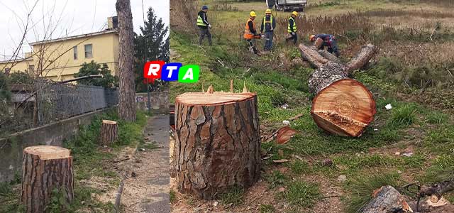 2-alberi-taglaiti-pompei-abattuti-Pini-RTAlive