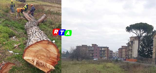 3-alberi-taglaiti-pompei-abattuti-Pini-RTAlive