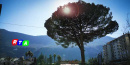 640-Albero-pino-via-atzori-rottoria-Nocera-Inferiore-RTAlive