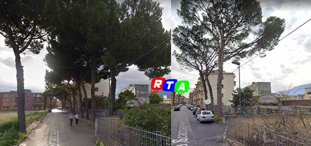 alberi-taglaiti-pompei-abattuti-Pini-RTAlive