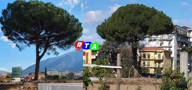 albero-pino-rotatoria-via-atzori-nocera-inferiore-rischia-abattimento-RTAlive