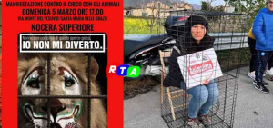 circo-senza-animali-nocera-superiore-animalisti-RTAlive