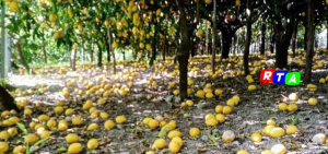 caldo-limoni-costiera-amalfitana-limoneti-IGP-Costa-d'Amalfi-RTAlive