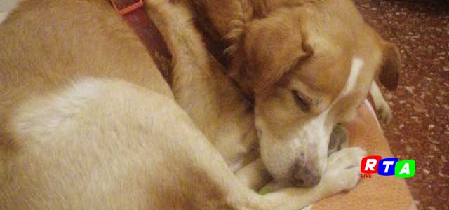 ilcane-aspetta-il-suo-padrone-deceduto-RTAlive