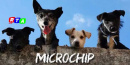 MICROCHIP-NUOVE-REGOLE-CAMPANIA-RTAlive