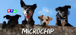 MICROCHIP-NUOVE-REGOLE-CAMPANIA-RTAlive