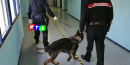 controlli-cani-antidroga-scuola-carabinieri-RTAlive