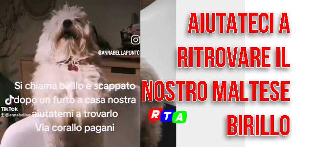 1-cane-maltese-ricerca-birillo-perduto--RTAlive