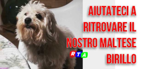 cane-maltese-ricerca-birillo-perduto--RTAlive