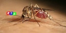 1-zanzara-west-nile-virus-rtalive-salernitano