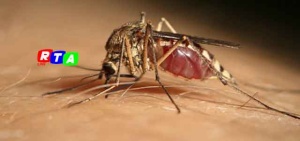 1-zanzara-west-nile-virus-rtalive-salernitano