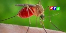 zanzara-west-nile-virus-rtalive-salernitano