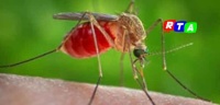 zanzara-west-nile-virus-rtalive-salernitano