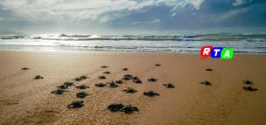 tartarughe-caretta-caretta-campania-rtalive