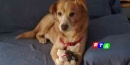 teddy-il-cane-che-aspettava-il-padrone-rtalive