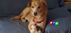 teddy-il-cane-che-aspettava-il-padrone-rtalive