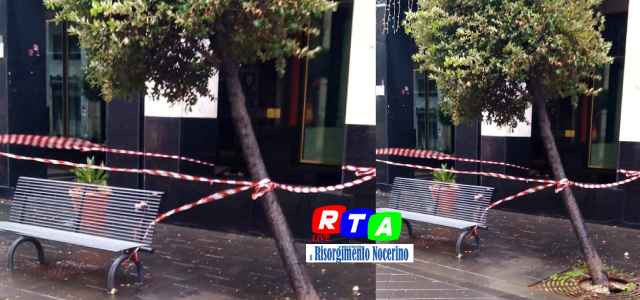 alberello-spezzato-dal-vento-rtalive-via-matteotti