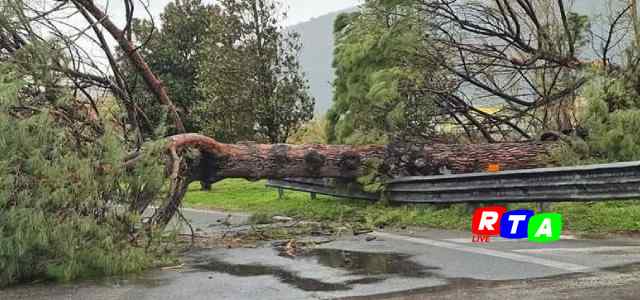 albero-sdradicato-autostrada-rtalive