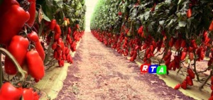 pomodori-san-marzano-agricoltura-coltivazione-rtalive