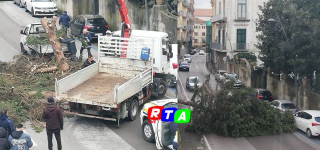 maltempo-a-cava-caduto-un-albero-e-non-solo-rtalive