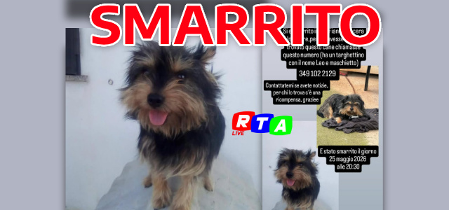 alt=Aiutateci a ritrovare Leo: cane smarrito a Nocera Inferiore
